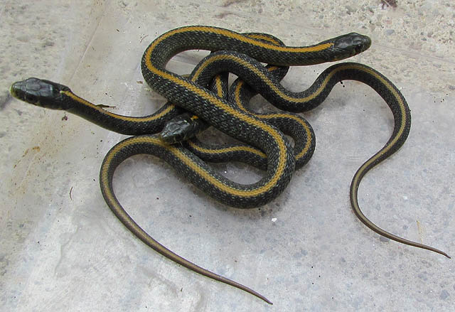 Santa Cruz Garter Snakes